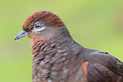 Brown Cuckoo-Dove (Macropygia amboinensis)